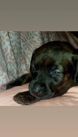 Pitbull/doberman in Washington, District of Columbia