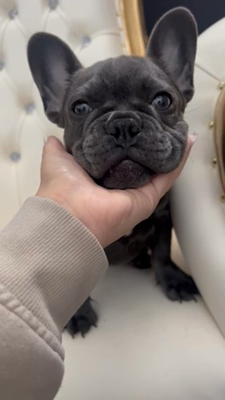 Hi Puppy! in San Jose, California