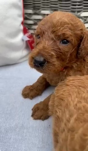 Red Standard Poodles in Fort Myers, Florida