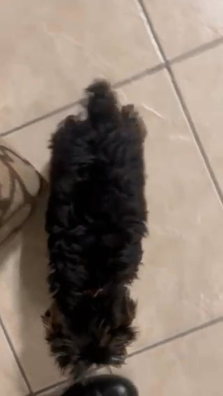 Charlie in Houston, Texas