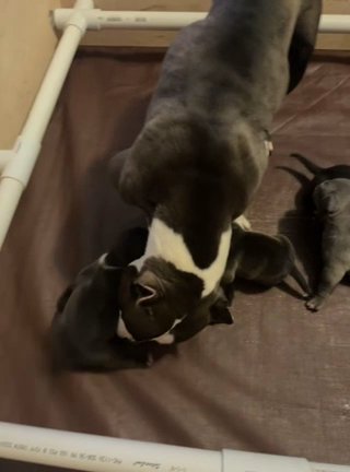 American Pocket Bully Pups in Staten Island, New York