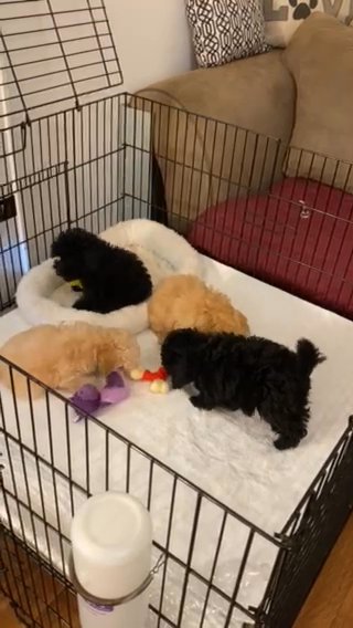 Toy Poodle Puppy in Winston-Salem, North Carolina