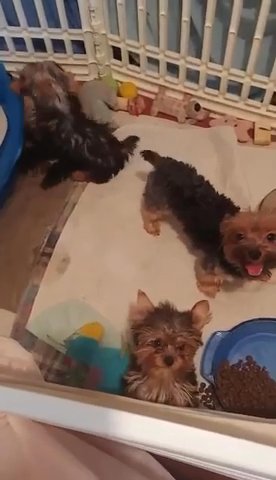 Yorkie Puppies in Baltimore, Maryland