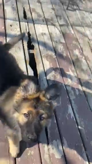 Cute And Playful Baby German Shepherd For Sale in Racine, Wisconsin