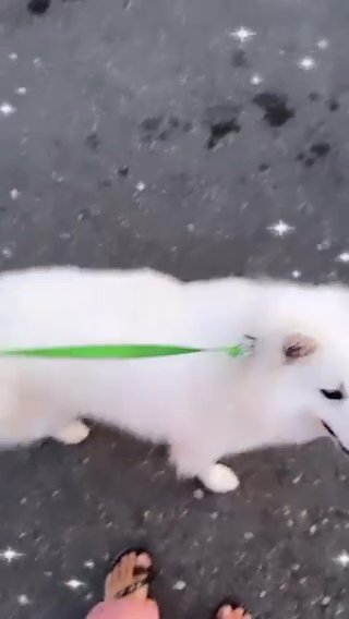 Ace -American  Eskimo in Pittsburgh, Pennsylvania