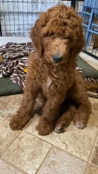 Golden Doodle - Maxi in West Lafayette, Indiana