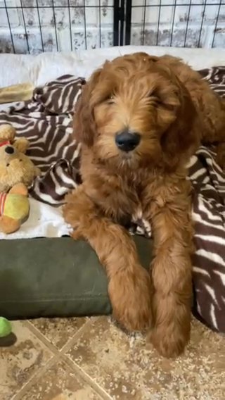 Golden Doodle - Alexis in West Lafayette, Indiana