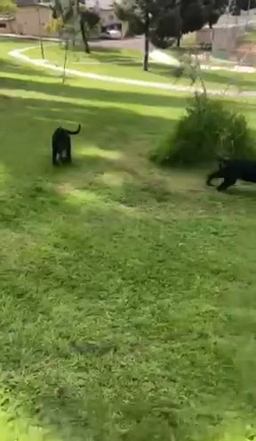 Fully Black German sheperd in San Diego, California