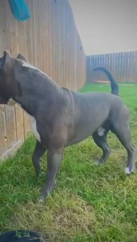 American Bully STUD in Austin, Texas