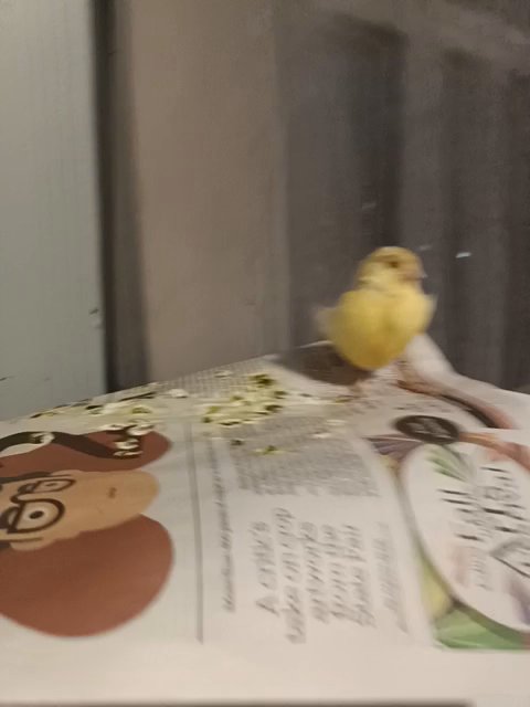 Orange Canary in Bloomington, Minnesota