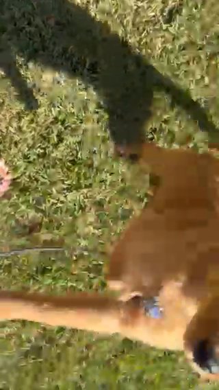 Golden Retriever 4 Months in Palmetto, Florida