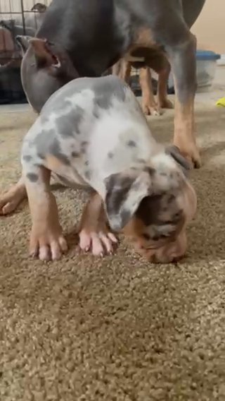 Blue Merle XL AMERICAN BULLY in Montgomery, Alabama