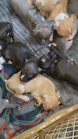Puppies For Sale !! in Hammond, Indiana