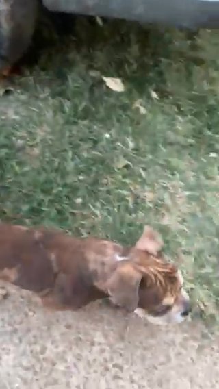 American Micro Bully in Memphis, Tennessee