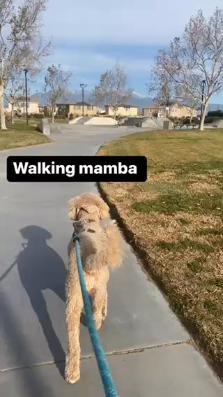 Labradoodle Stud Services in Ontario, California