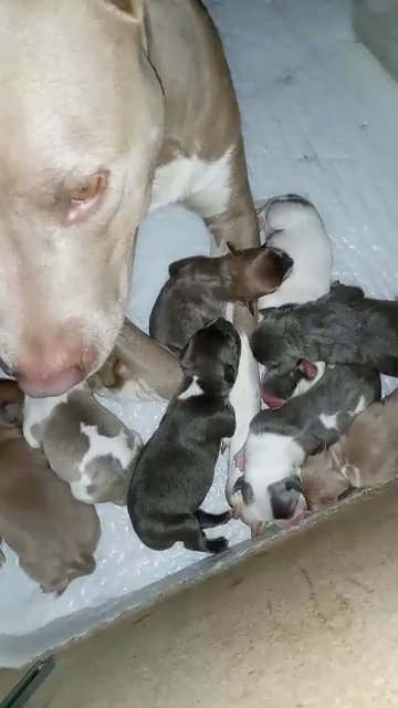 Pitbull puppies in Riverside, California