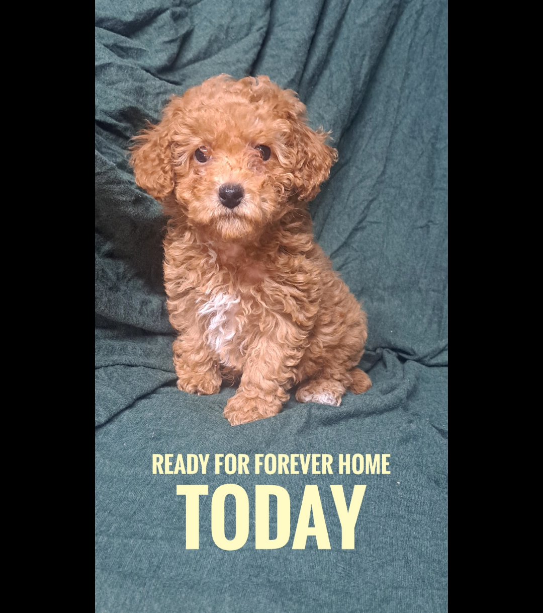 Miniature Poodle in Lexington, South Carolina