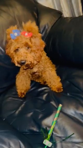 Red Mini Poodle in Iselin, New Jersey