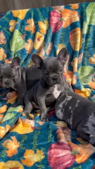 Akc Frenchie Puppies in Dallas, Texas