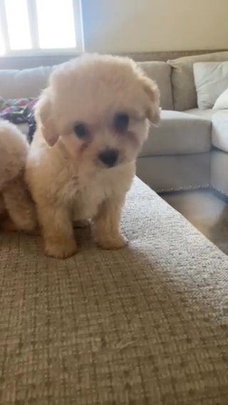 Maltipoo Puppies in Ontario, California