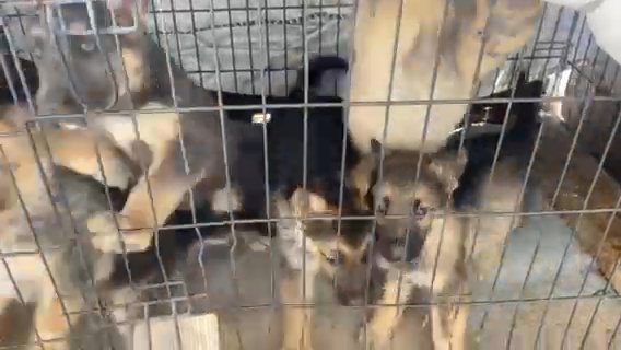 German Shepard Puppies For Sale in Wichita, Kansas
