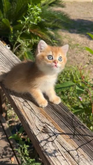 British Shorthair Female in Baytown, Texas