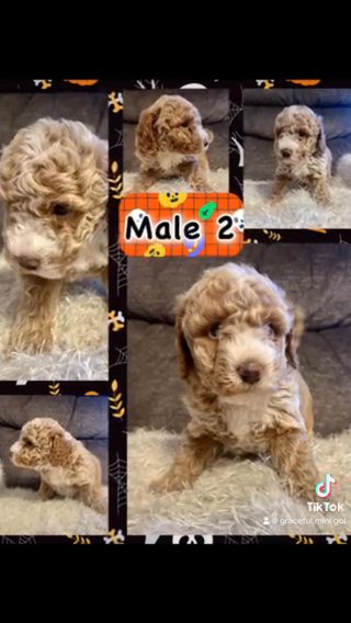 Petite Mini Goldendoodles in Flint, Michigan