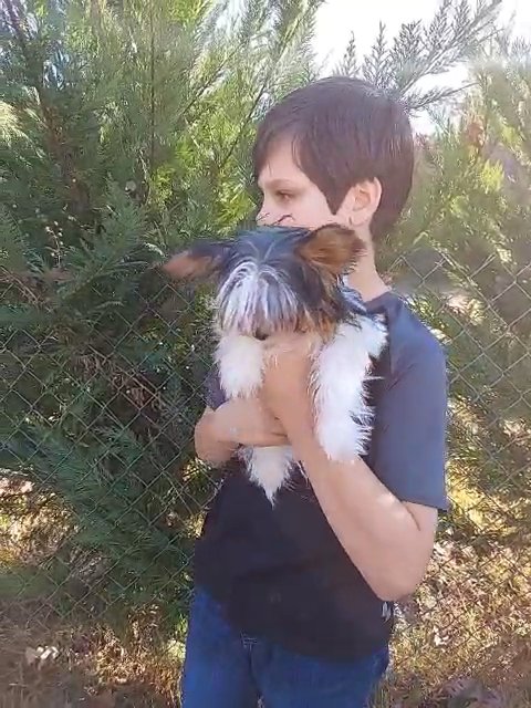 AKC/CKC Parti Yorkshire Terrier in Gaffney, South Carolina