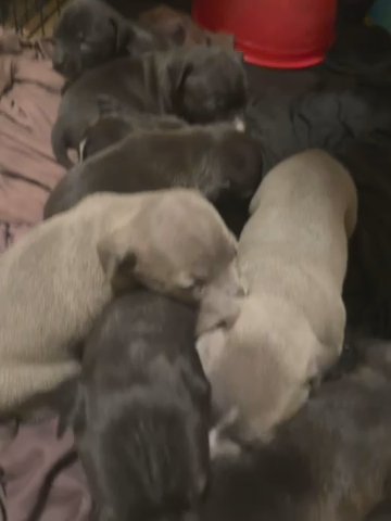 Pitbull Pups For Sale in Fresno, California