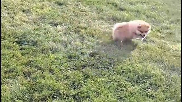 Dixie the pomeranian in Zanesville, Ohio
