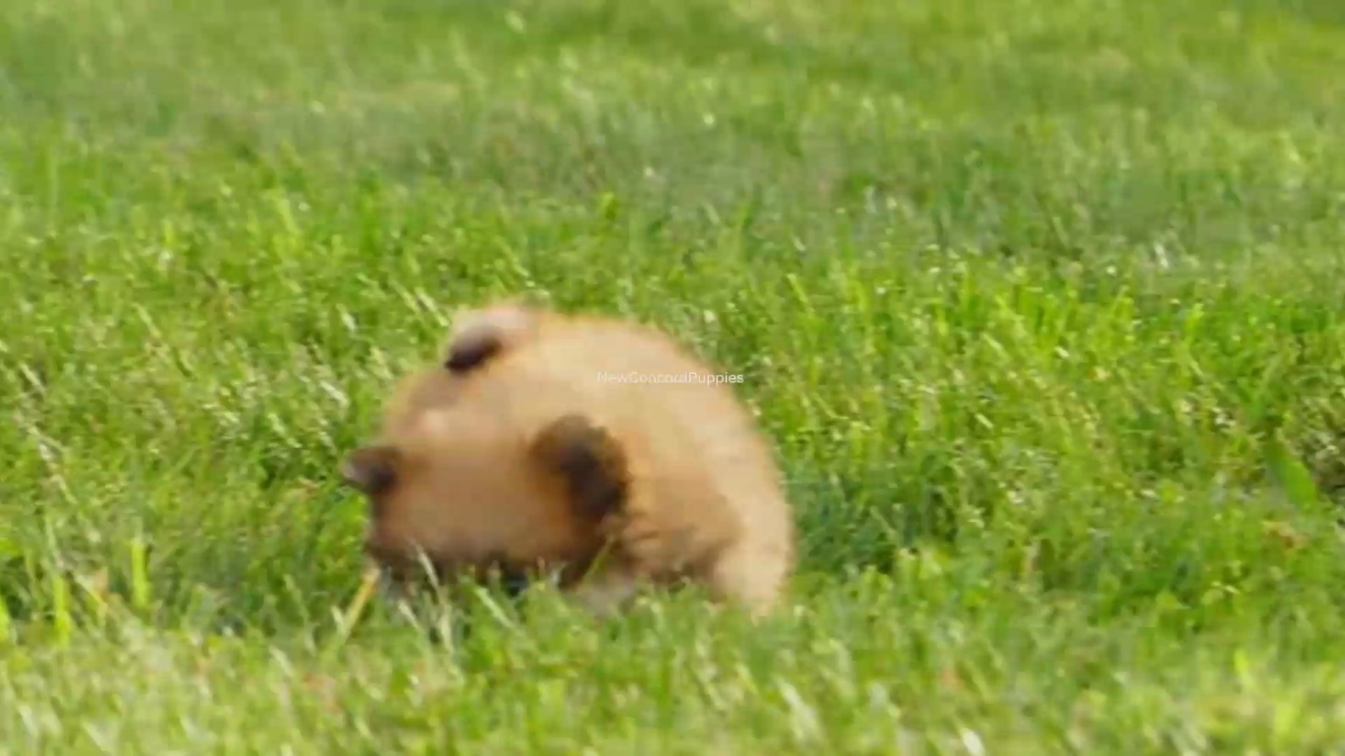 Remy the Pomeranian in Zanesville, Ohio