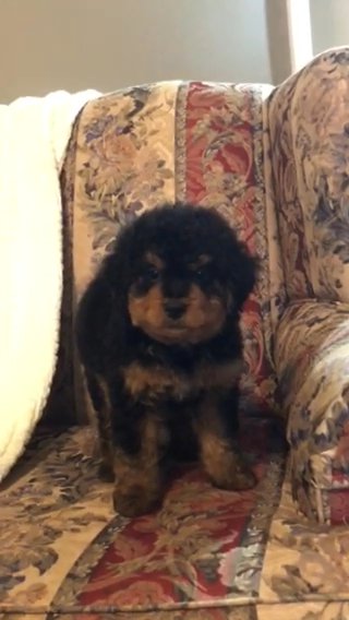 Teddy ( Male Bernedoodle) in Greenwood, South Carolina