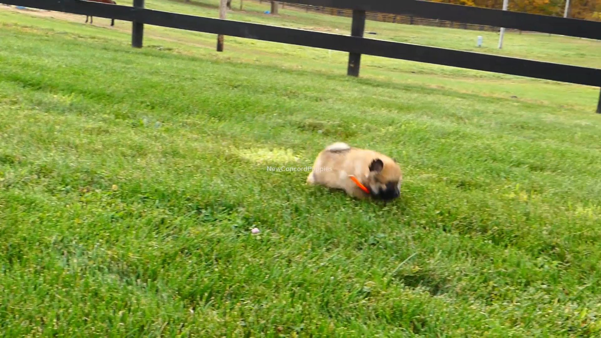 Teddy the pomeranian in Zanesville, Ohio