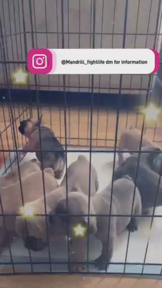 French Bulldogs in Elk Grove, California