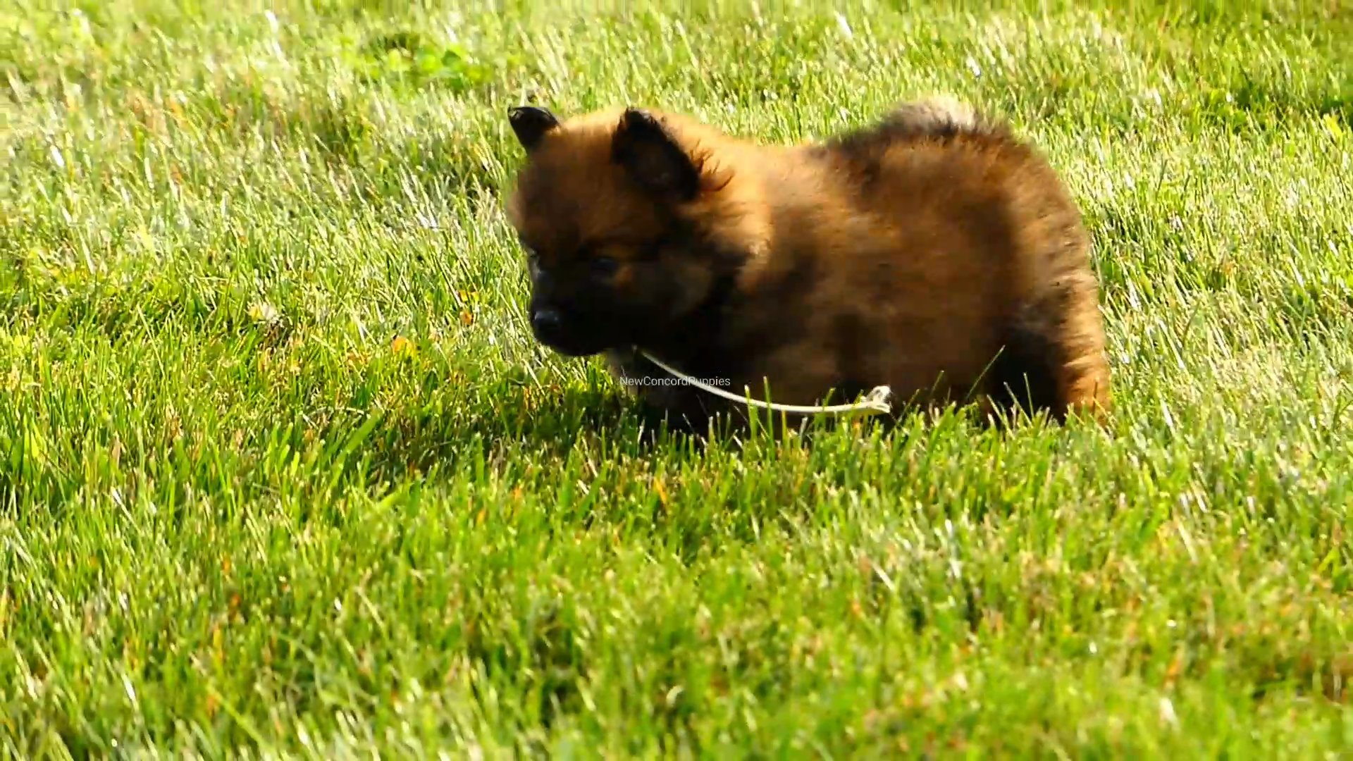 Lilly the pomeranian in Zanesville, Ohio