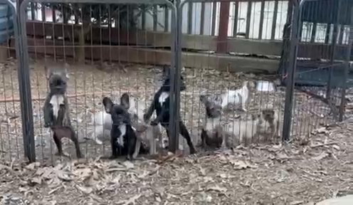 Frenchie babies! in Asheboro, North Carolina