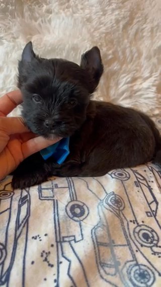 Hermie Solid Black Male Yorkie Terrier in Riverside, California