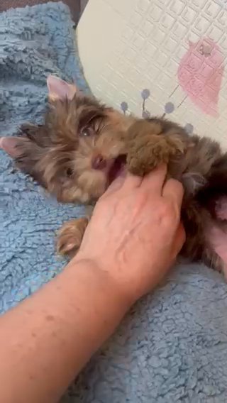 Exotic Chocolate Merle Male Yorkie Terrier in Riverside, California