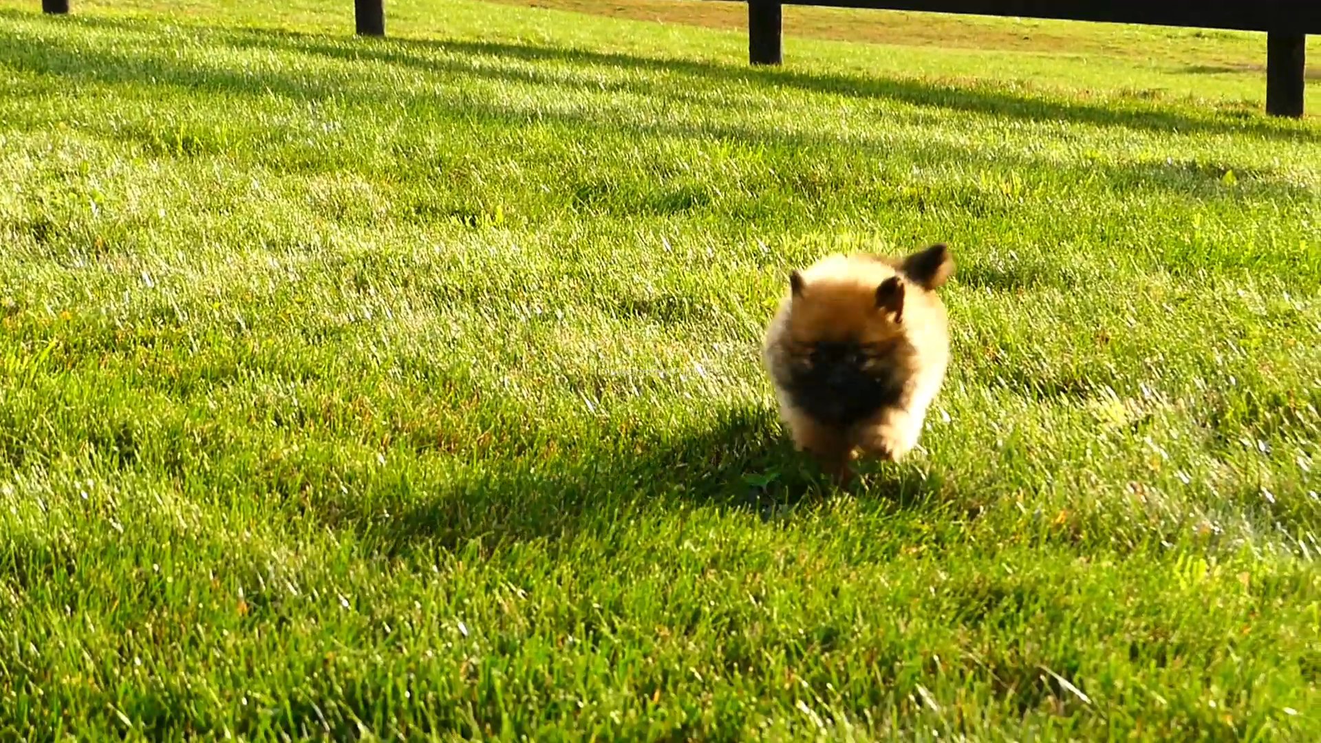Sophie the pomeranian in Zanesville, Ohio