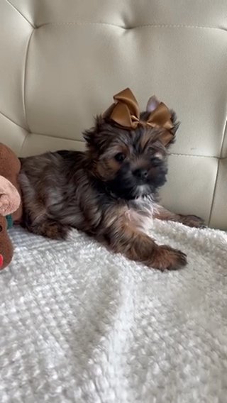 Anahí Sable Female Yorkie Terrier in Riverside, California