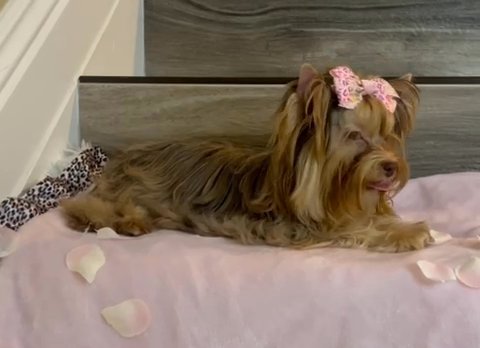 Amber 10 Months Old Chocolate Merle Female Yorkie Terrier in Riverside, California