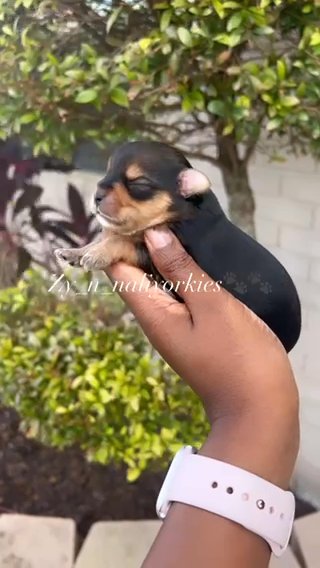 Yorkie Girl/Sold in North Lauderdale, Florida