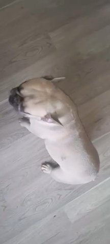 French Bulldog in Jersey City, New Jersey