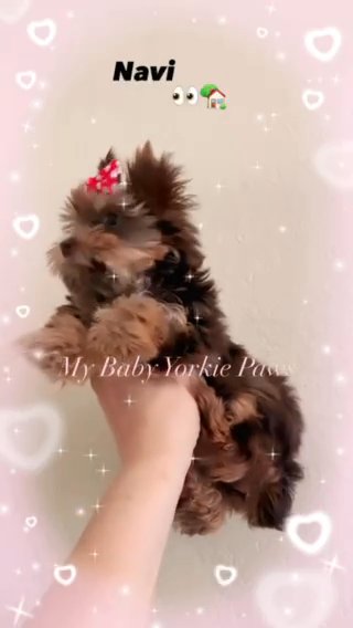 Beautiful Tcup Chocolate female yorkie in Riverside, California