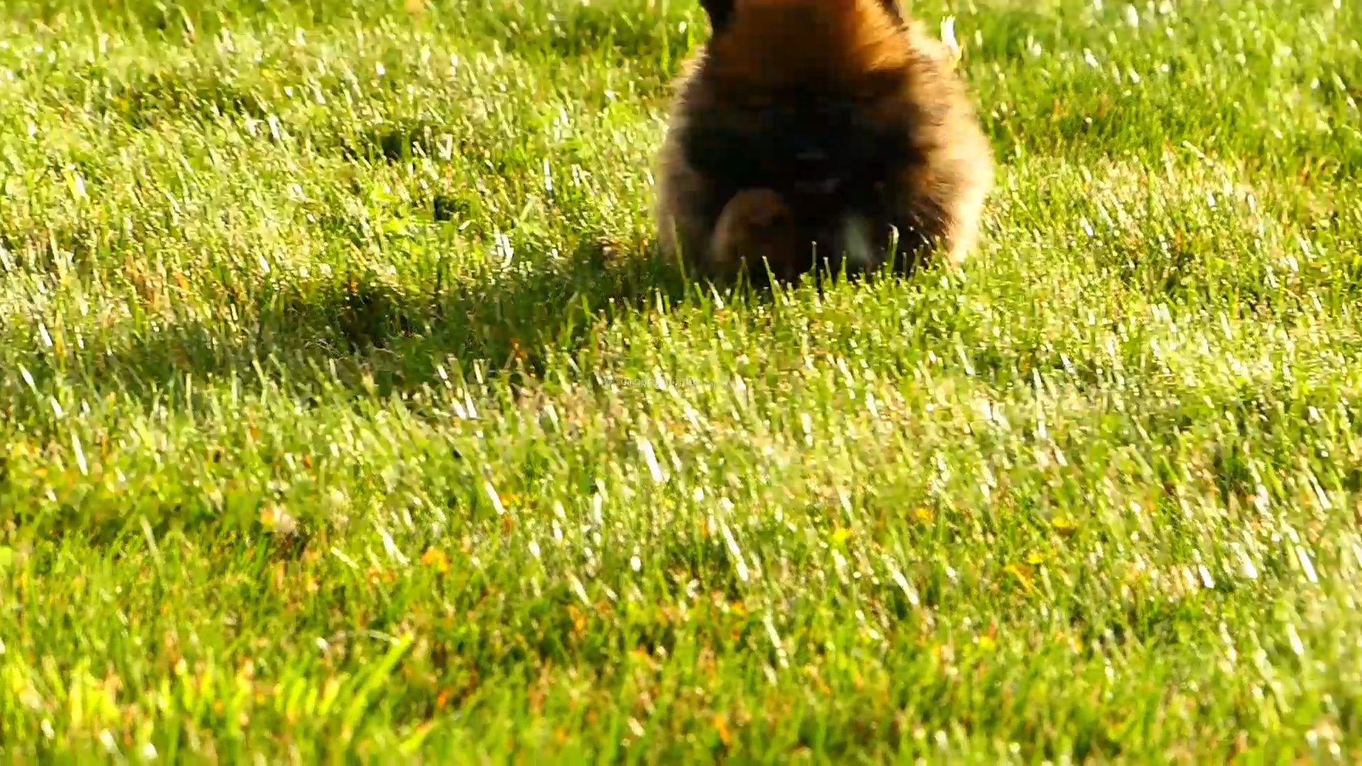 Bear the pomeranian in Zanesville, Ohio