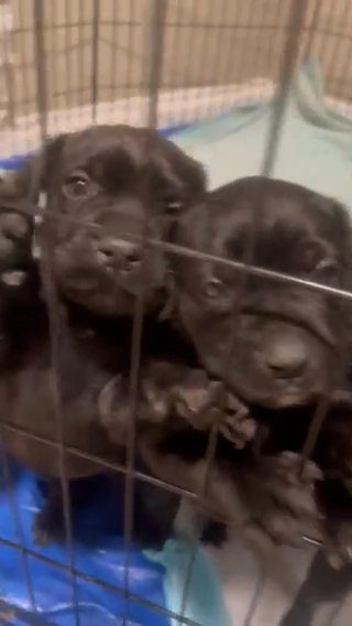 Cane Corso in Arroyo Grande, California