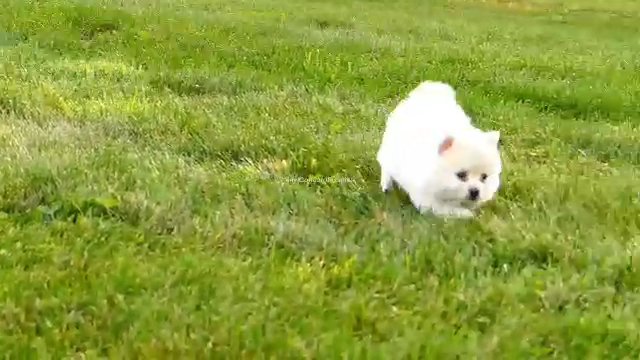 Polly Pomeranian in Zanesville, Ohio