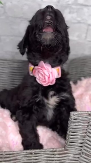 Bernedoodle in Kissimmee, Florida