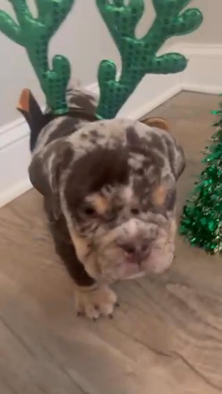 English Bulldog in New York City, New York