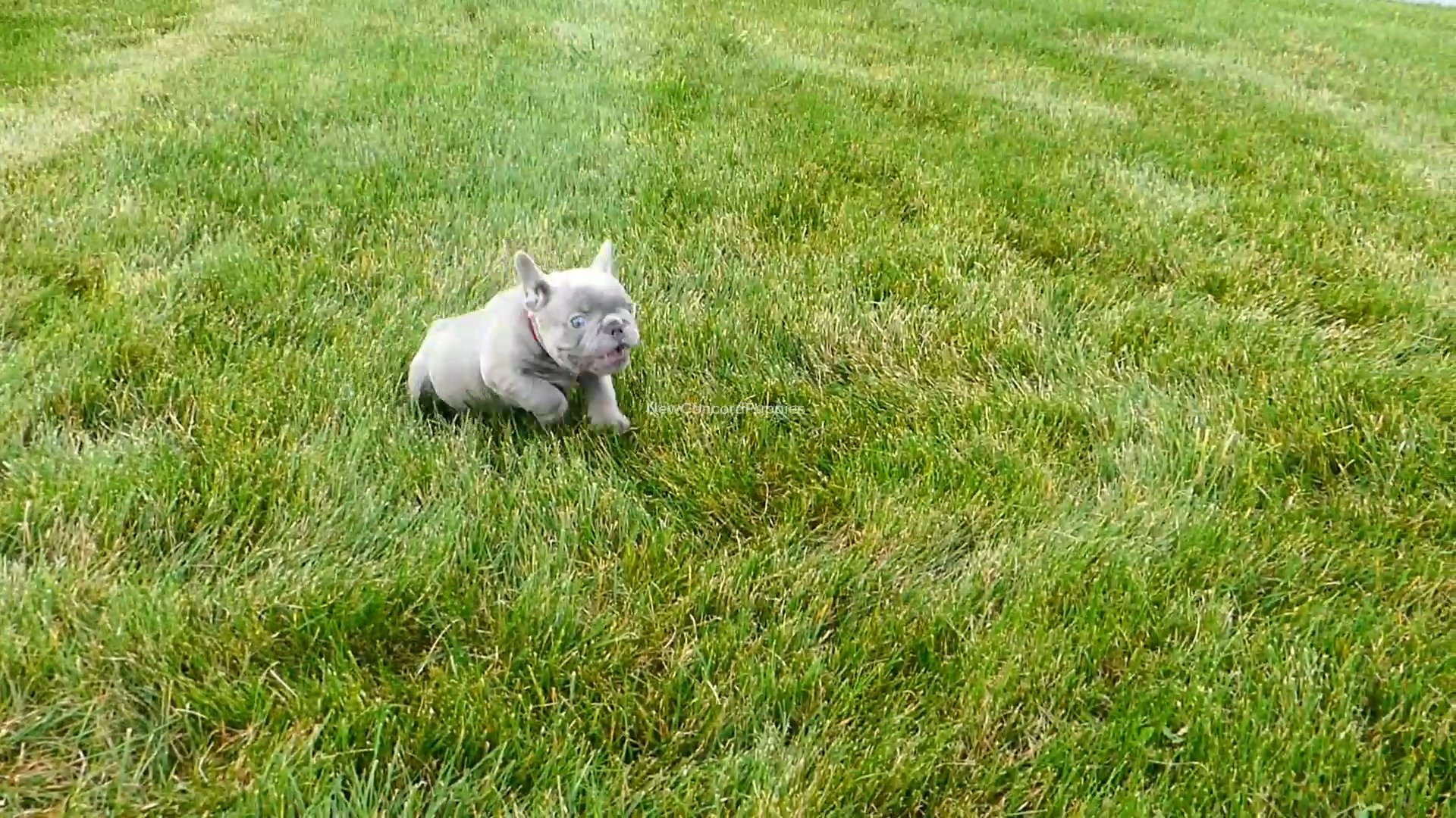 Grayson the frenchie in Zanesville, Ohio